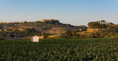 Malta: Drought dries up grape production | CIHEAM Press Review | Scoop.it