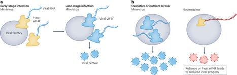 Giant viruses rewire control of cellular protein synthesis | Nmb | RMH | Scoop.it