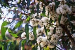 Huile essentielle d'Eucalyptus citronné | La Cabane aux Arômes | Scoop.it