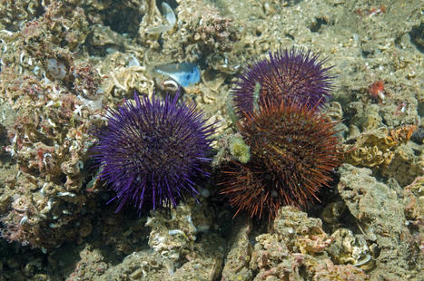 Sea urchin fishing banned in TURKEY over depletion concerns | CIHEAM Press Review | Scoop.it
