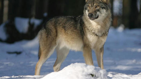 Mise en place d'un nouveau réseau loup dans les Hautes-Pyrénées | Vallées d'Aure & Louron - Pyrénées | Scoop.it
