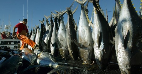 Column: Inside the great tuna price-fixing scam | Coastal Restoration | Scoop.it