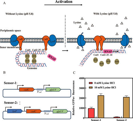 Development of a lysine biosensor for the dynamic regulation of cadaverine biosynthesis in E. coli | Mcf | RMH | Scoop.it
