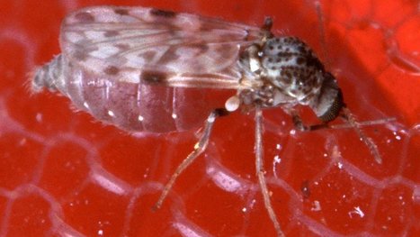 Les moucherons piqueurs du genre Culicoides sont des vecteurs d'agents pathogènes dont la fièvre catarrhale du mouton (BTV) et Schmallenberg (SBV) virus en Europe. Basé sur 28 000 spécimens, cette ... | EntomoNews | Scoop.it