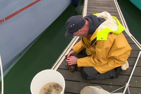 Ces scientifiques surveillent le développement de la biodiversité marine dans les ports de pêche | Biodiversité | Scoop.it