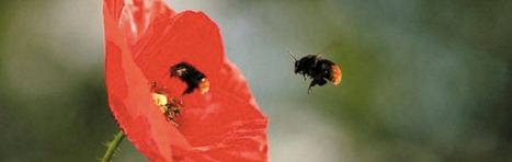 Appel à projet « SOS Pollinisateurs Sauvages » | Variétés entomologiques | Scoop.it