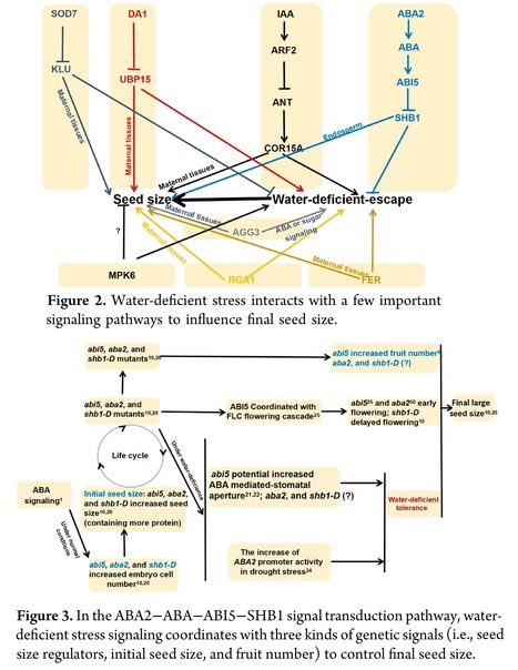 New Insights into the Molecular Mechanism Underlying Seed Size Control under Drought Stress&nbsp;&nbsp; | SEED-DREAM Lab info | Scoop.it