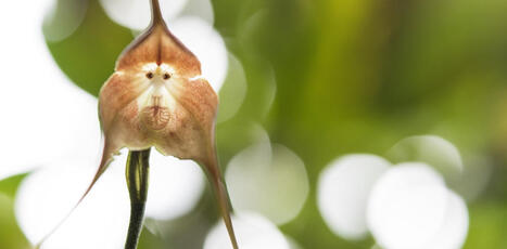 Stars d’Internet, les orchidées à visage de singe sont au bord de l’extinction | Biodiversité - @ZEHUB on Twitter | Scoop.it