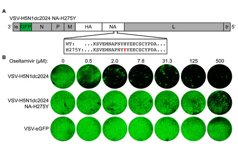 A Replicating Recombinant VSV Model for Dairy Cattle H5N1 Influenza Virus Glycoprotein Evolution | Virus World | Scoop.it