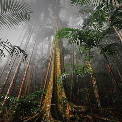Are some forests more useful than others at stopping climate change? | RAINFOREST EXPLORER | Scoop.it