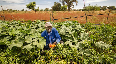 Au Sénégal, la grande caravane de l’agroécologie reprend la route ! | Agroecologie et Systèmes Alimentaires Durables | Scoop.it