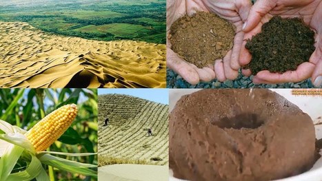 5 Best Methods China uses to convert Desert into Productive Lands | Technology in Business Today | Scoop.it