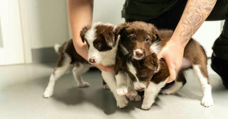 Monday's papers: Tax cuts, airport strike impact, unregistered dogs | Yle News | Yle | 1Uutiset - Lukemisen tähden | Scoop.it