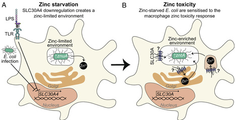 Bacterial reporter&ndash;paired scRNA sequencing reveals cross talk between zinc starvation and zinc toxicity in macrophage antibacterial defense | pnas | RMH | Scoop.it