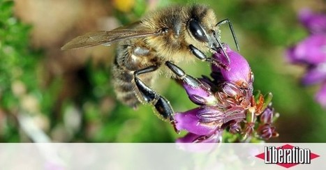 L'insecte, égal de l'homme - Libération | Variétés entomologiques | Scoop.it