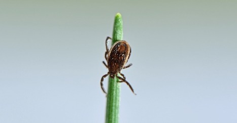 Plan maladie de Lyme : les tiques s’en réjouissent | EntomoNews | Scoop.it