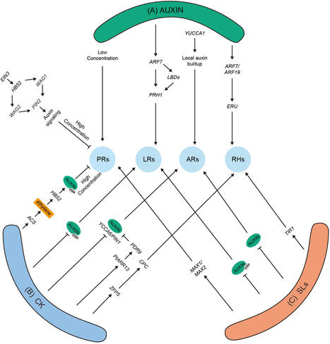 Modulating root system architecture: cross-talk between auxin and phytohormones | frn | RMH | Scoop.it