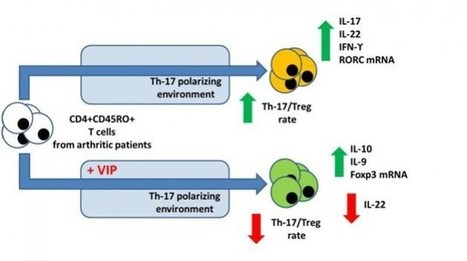 Vasoactive Intestinal Peptide Inhibits Pathogenic Th17 Cells | Immunopathology & Immunotherapy | Scoop.it