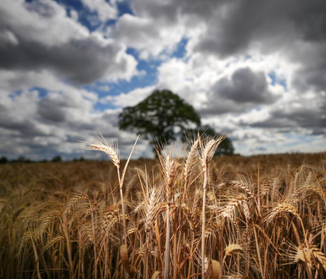 UK: Most of its essential food supply grown in drought-risk areas | EUROPES | Scoop.it
