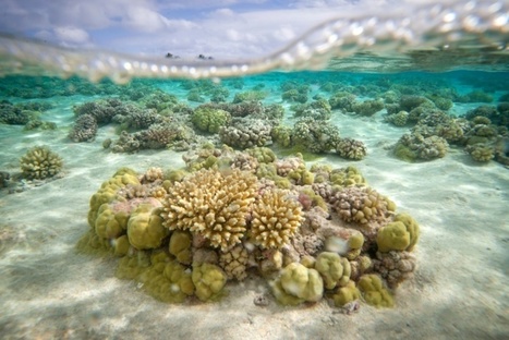 La santé des récifs coralliens menacée par les déchets plastiques | Zones humides - Ramsar - Océans | Scoop.it
