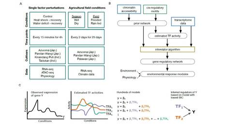 EGRINs (Environmental Gene Regulatory Influence Networks) in Rice That Function in the Response to Water Deficit, High Temperature, and Agricultural Environments | The Plant Cell | Scoop.it