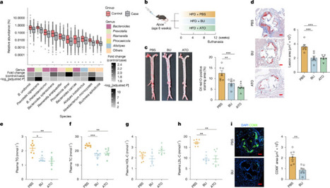 A gut microbial odd-chain fatty acid alleviates atherosclerosis in mice | nat | RMH | Scoop.it