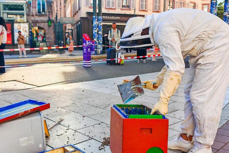 Un essaim d&rsquo;abeilles s&egrave;me le trouble en plein centre-ville de Strasbourg : un conducteur de tramway apiculteur amateur intervient | Strasbourg Eurom&eacute;tropole Actu | Scoop.it