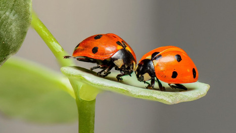 Effondrement des insectes : pourquoi tout le monde s’en fiche (ou presque) ? - Sesame | Pour innover en agriculture | Scoop.it