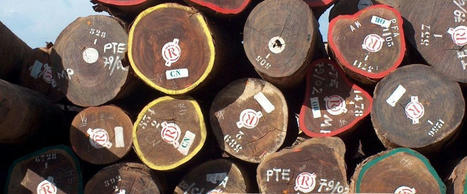 Le concept de durabilité de l’exploitation de bois d’œuvre demande une redéfinition - Cirad | Biodiversité | Scoop.it