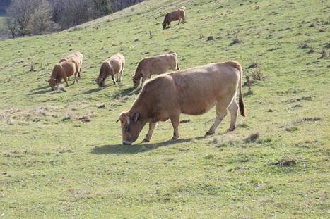 Un monde sans élevage, “c’est juste inimaginable !” - Jean-Louis Peyraud, Directeur scientifique adjoint de l’Inra | Lait de Normandie... et d'ailleurs | Scoop.it