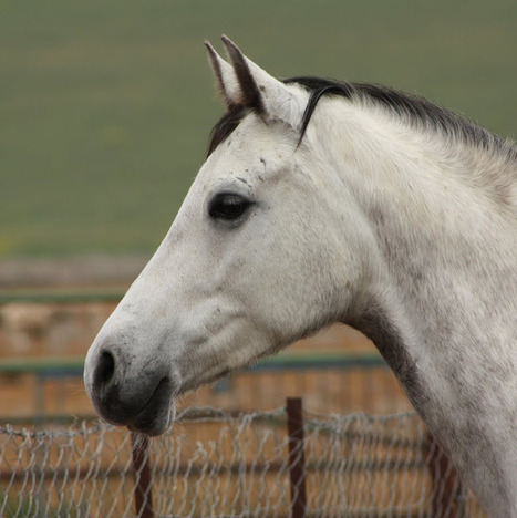 bicocacolors: caballos | Caballo, Caballos | Scoop.it