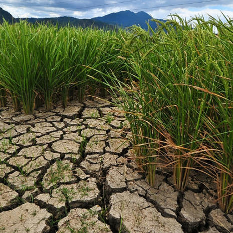 Conférence des Parties (COP15) de la Convention des Nations Unies sur la lutte contre la désertification | Biodiversité | Scoop.it