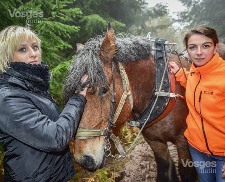 Vosges : des d&eacute;monstrations de d&eacute;bardage &agrave; cheval &agrave; la foire de Poussay | Cheval et Nature | Scoop.it