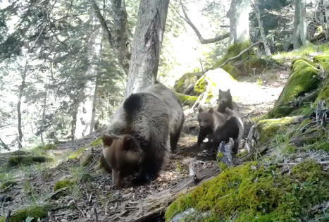 Pyrénées : les images de l'ourse Sorita et ses trois petits | Histoires Naturelles | Scoop.it