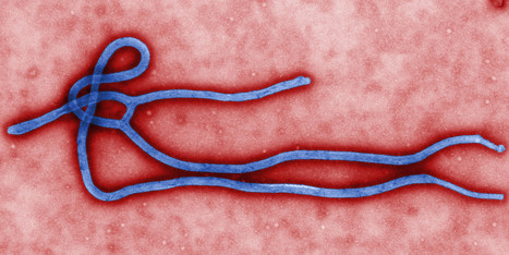 Le virus Ebola est-il de retour? | Microbiologie | Scoop.it