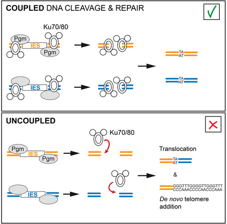 La paramécie préserve l'intégrité de son génome grâce à un couplage étroit entre coupure programmée et réparation des cassures de l'ADN | Life Sciences Université Paris-Saclay | Scoop.it