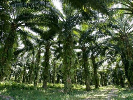A La Mède la bioraffinerie de Total va carburer à l'huile de Palme - Sciencesetavenir.fr | Huiles végétales | Scoop.it