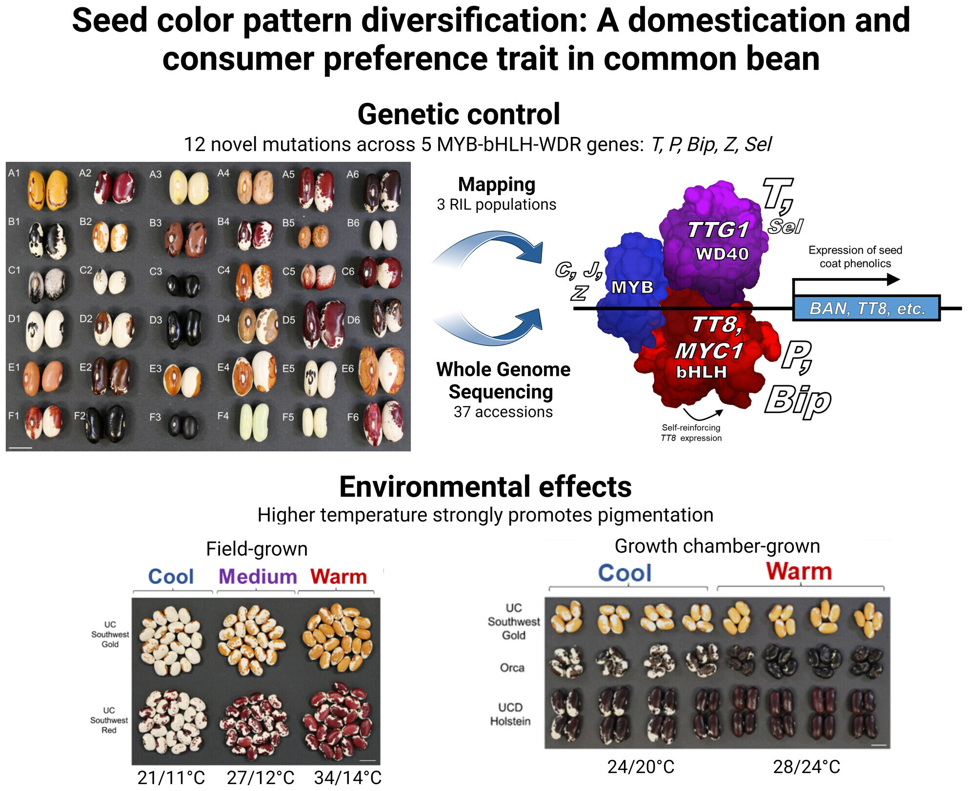 Seed color patterns in domesticated common bean...