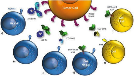 Immunotherapeutic targeting of activating natural killer cell receptors and their ligands in cancer | Clinical and Experimental Immunology | Oxford Academic | Immunology and Biotherapies | Scoop.it