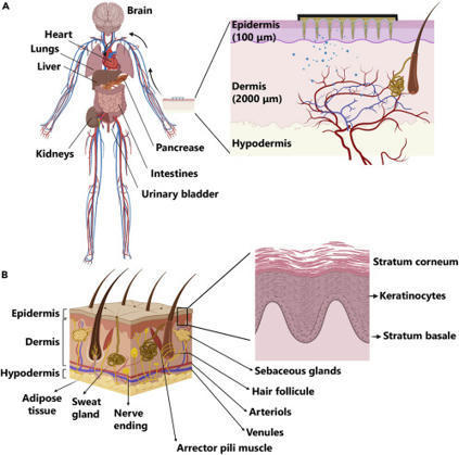 3D-printed microneedles in biomedical applications | Intra-Dermal drug delivery: Opportunities and Challenges? | Scoop.it