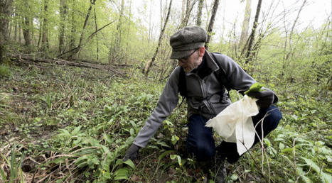 Consommation : des plantes sauvages dans vos assiettes / Moselle Tv | Veille locale des Bibliothèques-Médiathèques de Metz | Scoop.it
