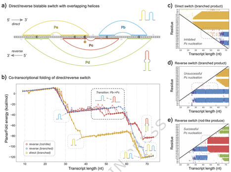 PlanarFold: a coarse-grained molecular dynamics model of RNA in two-dimensional space | Ncm | RMH | Scoop.it