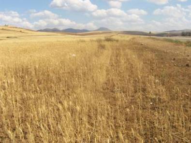 Céréaliculture : les prévisions tablent sur une bonne production - Bel Abes - El Watan | Agriculture et Alimentation Durable Méditerranéenne | Scoop.it