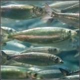 Speak out: River herring plunges 98 percent PLEASE SIGN ! ! | OUR OCEANS NEED US | Scoop.it