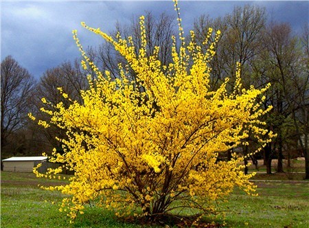 Learning to read nature's cues can help a gardener | Gardening Life | Scoop.it