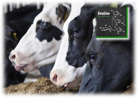 Intérêt croissant pour l’inuline dans les rations des vaches laitières | Lait de Normandie... et d'ailleurs | Scoop.it