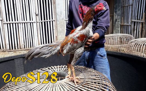 8 Ciri Kepala Ayam Aduan Bangkok Yang Bagus Ser