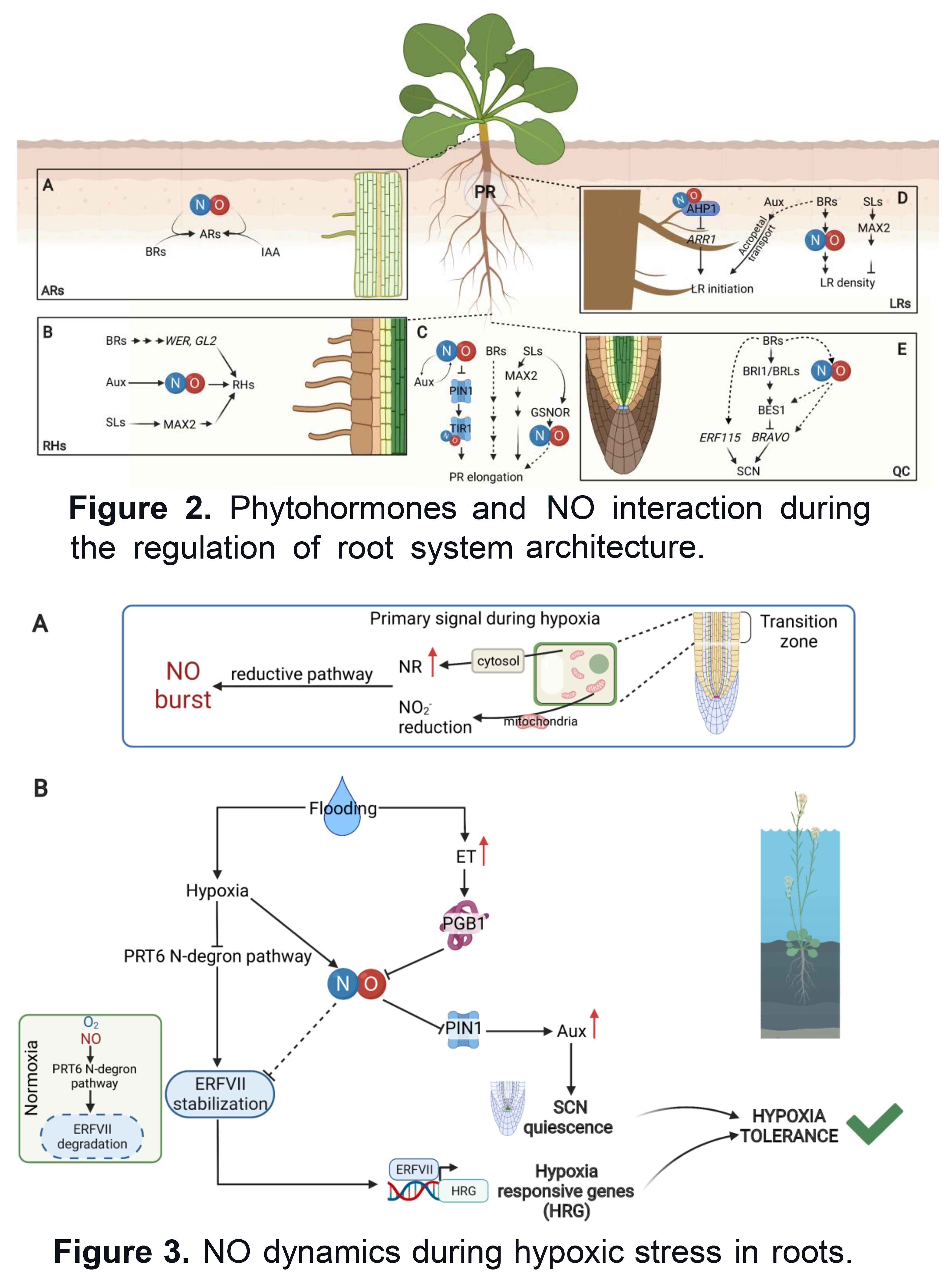 Nitric Oxide And Hormone Interface I...