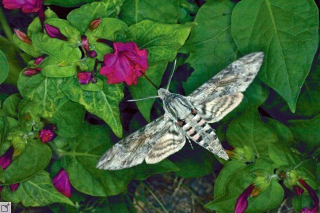 Photographier la nature en macro : l'envol des insectes | Variétés entomologiques | Scoop.it