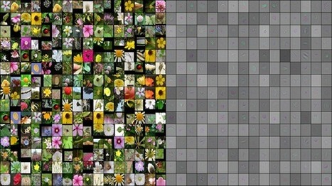 Machine learning researchers team up with Chinese botanists on flower-recognition project | Creative teaching and learning | Scoop.it